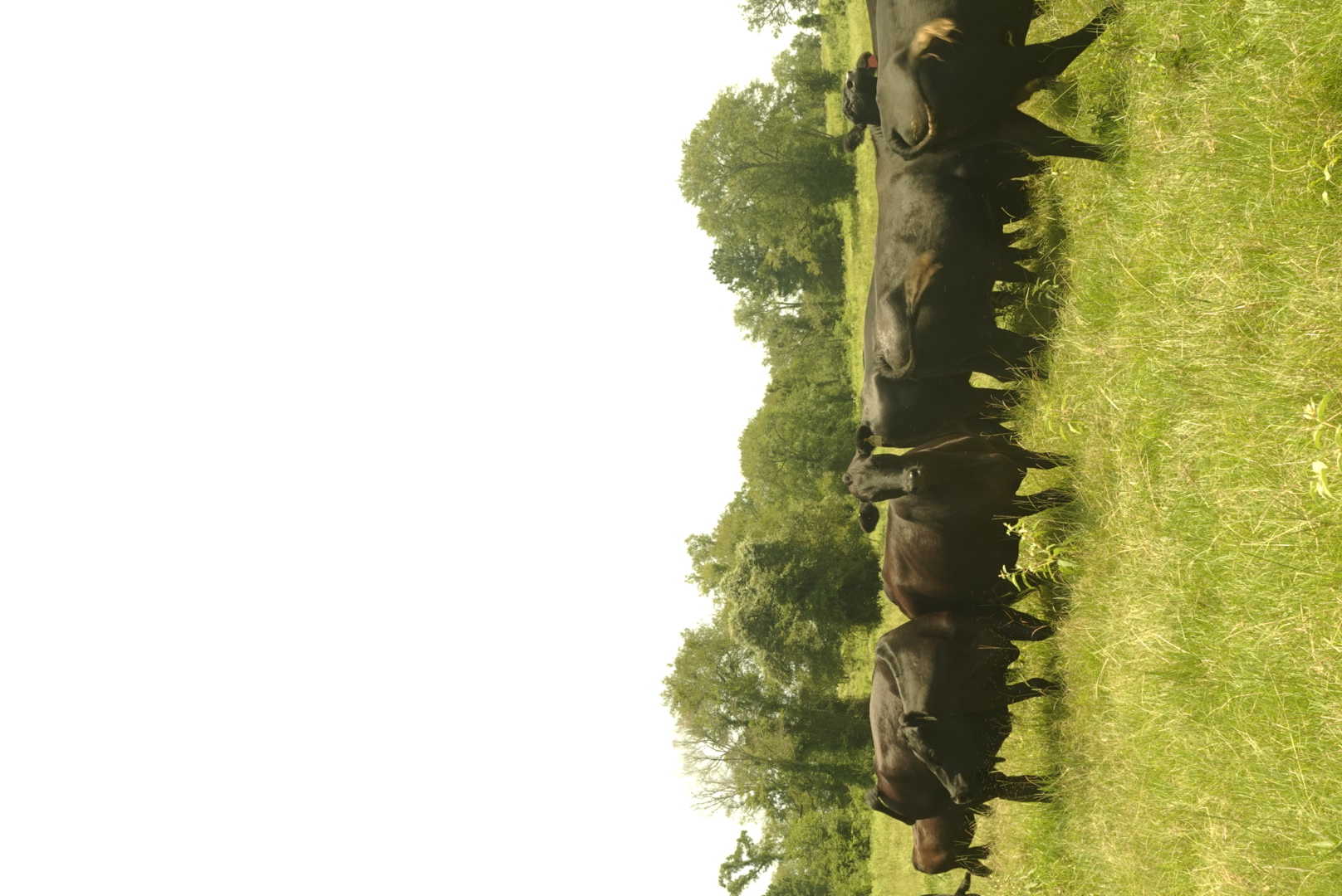 Black Angus cattle grazing on open pasture at Winch Ranch in Montgomery, Texas