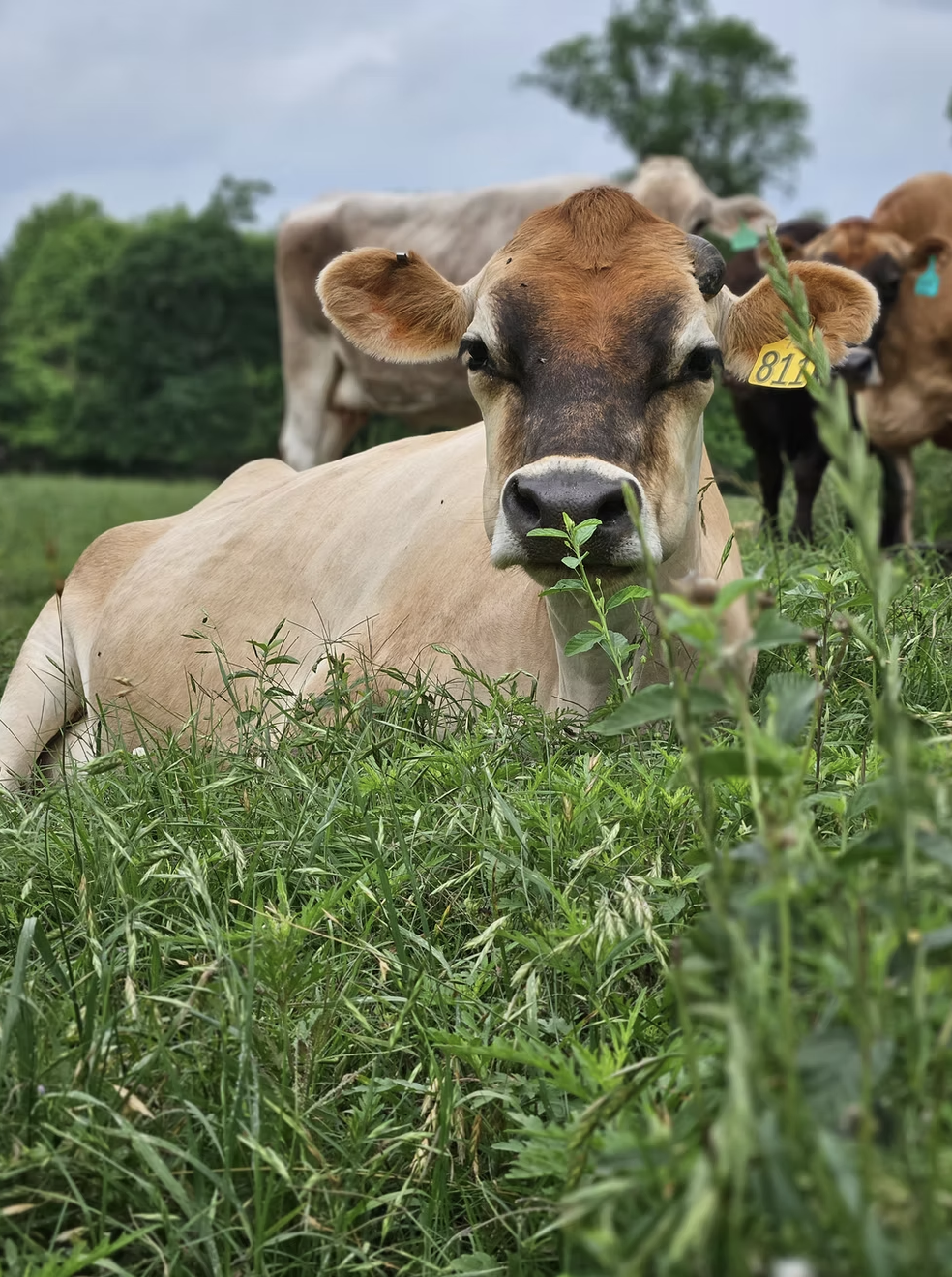 Jersey dairy cow resting in tall pasture grass at Goodgrass Farm in Willis, Texas